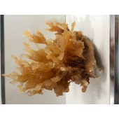 结晶石珊瑚状