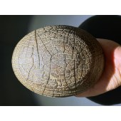 郴州龟纹石 龟裂石