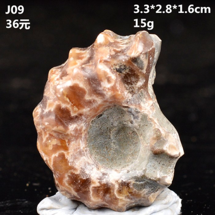 天然古生物羊角螺化石玉化窦唯螺菊石矿石标本石头奇石手把玩件