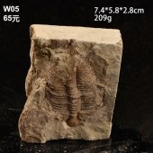 天瑜矿物天然古生物化石三叶虫王冠虫科普研究教学标本摆件石头