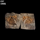 天然古生物化石标本三叶虫正负模王冠虫科普教学摆件原石水晶石头