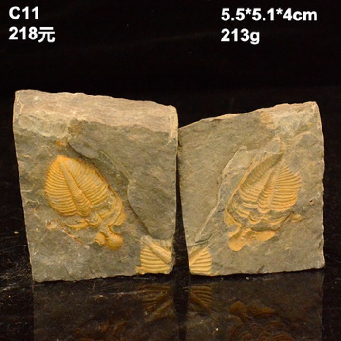 天然古生物化石标本三叶虫正负模