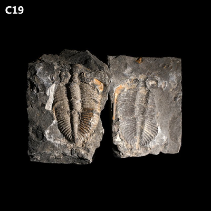 天然古生物化石标本三叶虫正负模王冠虫科普教学摆件原石水晶石头