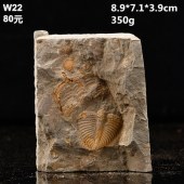 天瑜矿物天然古生物化石三叶虫王冠虫科普研究教学标本摆件石头