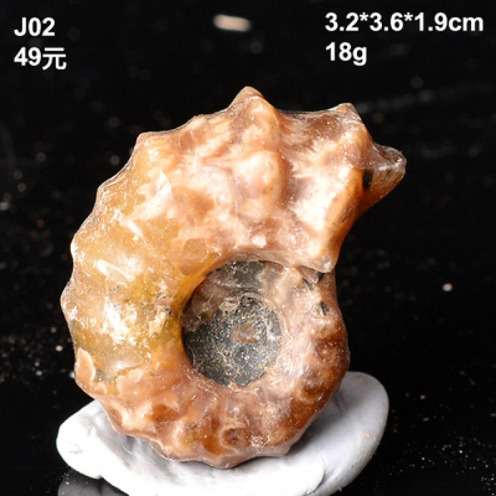 天然古生物羊角螺化石玉化窦唯螺菊石矿石标本石头奇石手把玩件