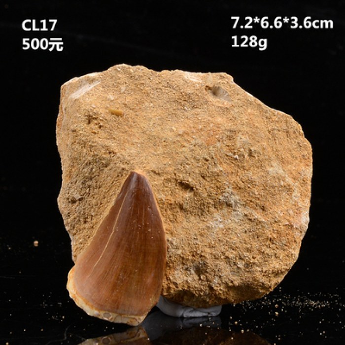 天然摩洛哥沧龙牙齿古生物化石菊石原石奇石摆件海洋动物植物收藏