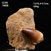 天然摩洛哥沧龙牙齿古生物化石菊石原石奇石摆件海洋动物植物收藏
